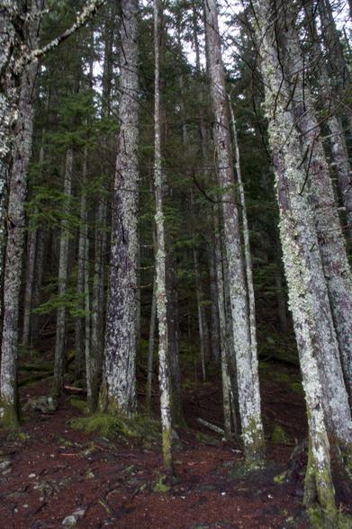 A view of very dense forest