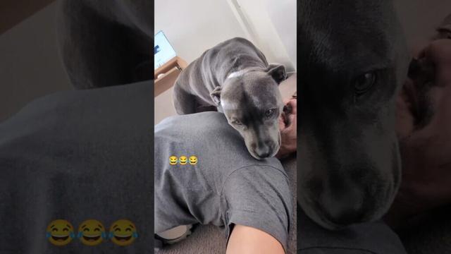 Every Time The Back Roller Comes Out, This Happens 😅 #bluestaffy #dog #englishstaffy
