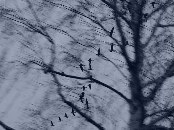 The image shows a flock of birds flying near a tree. The scene is blurred, possibly due to motion, giving it an abstract and dynamic feel. The tree appears to be without leaves, suggesting it might be winter. The overall color tone is blue-gray.