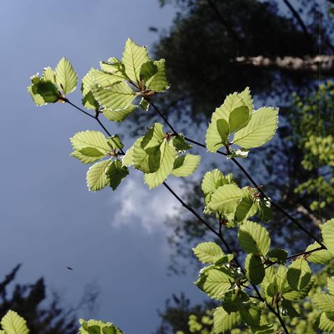 The image shows a branch with several green leaves against a sky background. The leaves are illuminated by sunlight, creating a vibrant contrast with the darker background, which seems to include some trees and a clear sky. The lighting highlights the texture of the leaves.