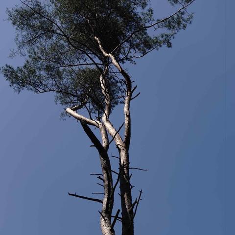 This image shows a tree with a tall, slender trunk and a canopy of branches and leaves at the top against a clear blue sky.