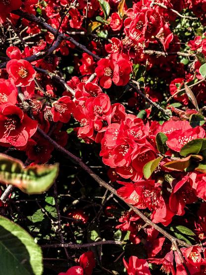 A branch with lots of small red flowers, in the sun