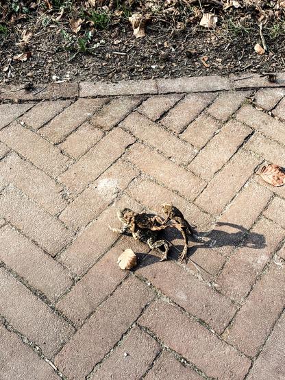 On the side of the road, a big toad carries a smaller toad while an even smaller toad also tries to jump on