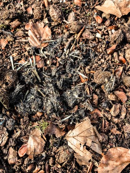 A close-up of an owl pellet laying on brown leaves on the ground. Some tiny mouse bones are visible