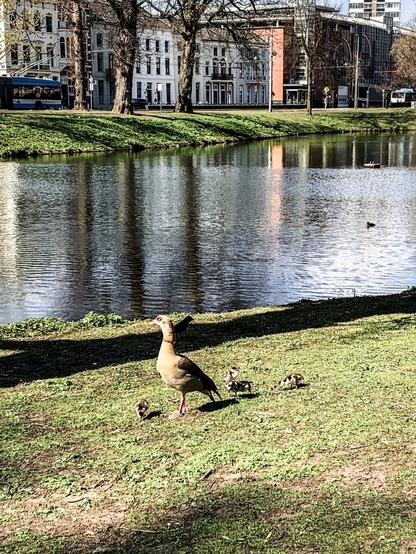A mother goose and her 3 fluffy little baby geese by a city pond