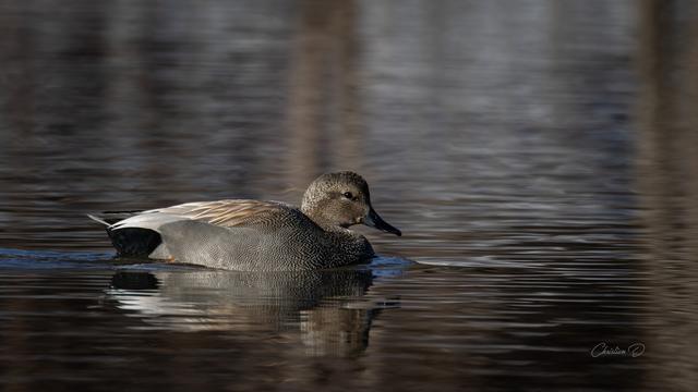 Le Canard chipeau a tout de suite repéré   le photographe animalier ! ;-)