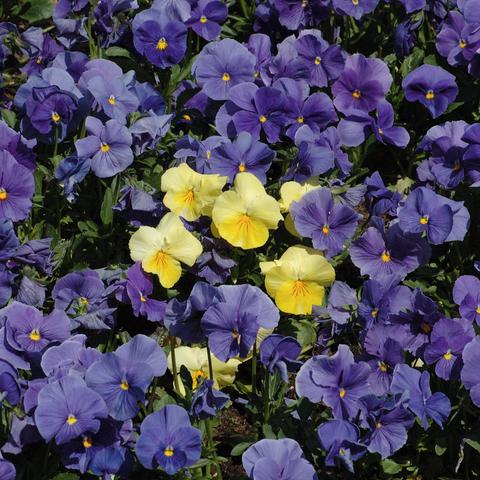 Ein dicht bepflanztes Beet mit zahlreichen Blüten in verschiedenen Violett- und Blautönen sowie mehreren leuchtend gelben Blüten dazwischen. Die Blüten sind rundlich, mit fünf zarten, überlappenden Blütenblättern und dunklerer Aderung, die zur Mitte hin verläuft. Jede Blüte hat ein kleines, gelbliches Zentrum. Die Pflanzen stehen eng beieinander, mit grünen, lanzettlichen Blättern im unteren Bereich. Die Szene ist gleichmäßig beleuchtet und vermittelt einen lebendigen, frühlingshaften Eindruck.