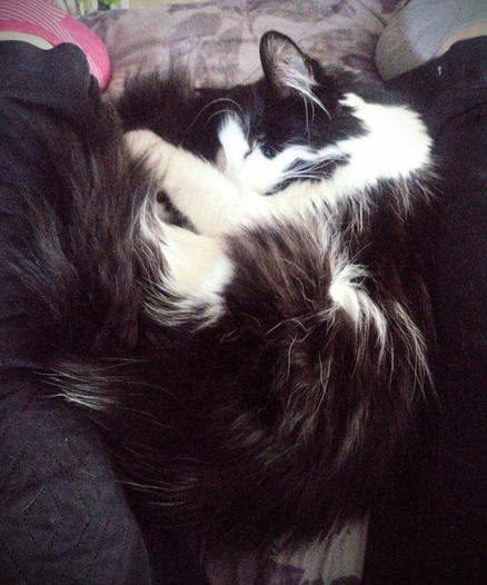 a black and white cat with long fur is curled up on a ball. his eyes are slightly open and looking at the camera because he knows he's pretty. his name is Mulder