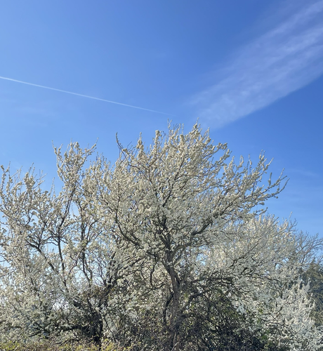 A bright blue sky above a really full blooming blackthorn tree