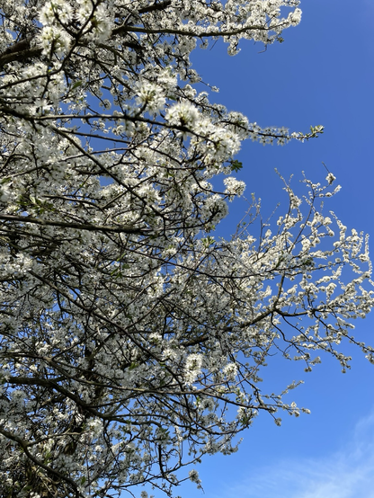 Looking up through the blossom branches
