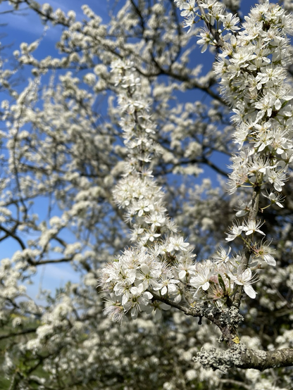 Close up of the beautiful blossoms