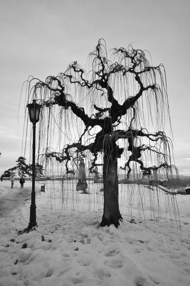 The image is a portrait-orientated black and white photograph taken outdoors, during winter due to the presence of snow on the ground. The main subject is a large, bare tree of a weeping willow with a thick trunk and numerous branches that droop downwards. To the left of the tree, there is a vintage-style lamppost. In the background, partially obscured by the tree, there are several statutes or monuments. Further in the background, there is a paved walkway with a few people walking on it, other trees, and an open area under an overcast sky. The ground is covered in snow, with some patches of darker ground visible.