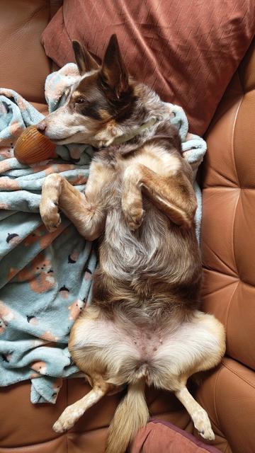 My brown and tan mixed breed dog laying on her back on a tan sofa and blue blanket. She is showing her belly and holding her paws up as if begging.