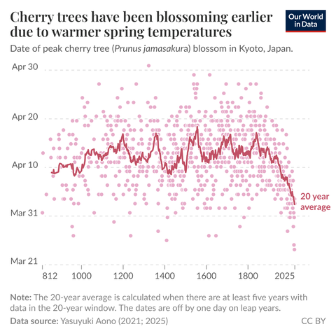 Cherry trees have been blossoming earlier due to warmer spring temperatures.

Our World in Data:
Date of peak cherry tree (Prunus jamasakura) blossom in Kyoto, Japan.
