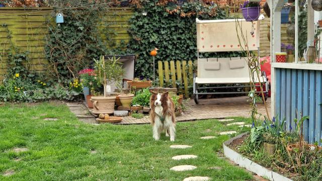 Hund steht mit mürrischem Beobachtungsblick im Garten
