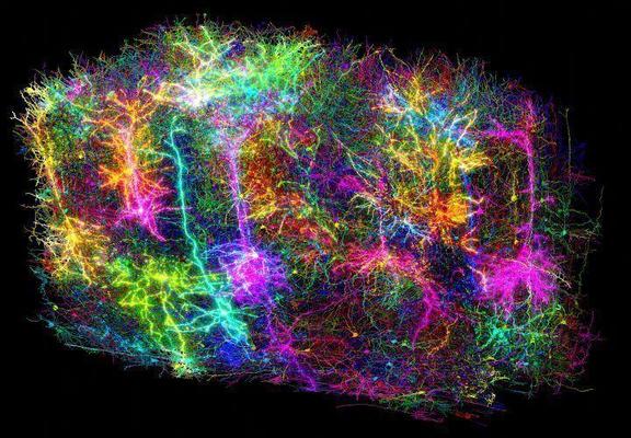 Das Bild zeigt mehr als 1.000 der 120.000 Gehirnzellen (Neuronen + Glia), die im Rahmen des MICRONS-Projekts rekonstruiert wurden. Jedes rekonstruierte Neuron hat eine andere zufällige Farbe. Es handelt sich um eine symbolische Darstellung, aber nicht um die tatsächliche Wiedergabe des Datensatzes – es gibt weitaus mehr aufgezeichnete Neuronen als die eingezeichneten.

Foto: The MICrONS Project: https://www.nature.com/immersive/d42859-025-00001-w/index.html