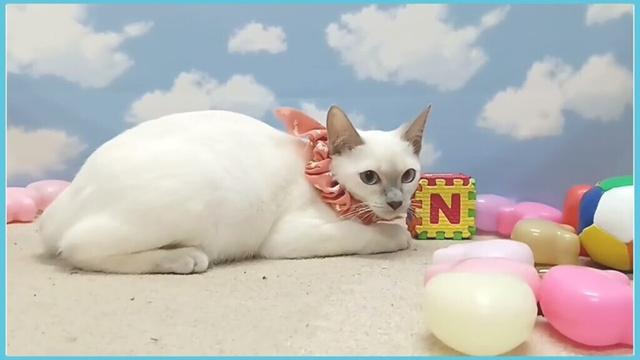 714925 トンキニーズ