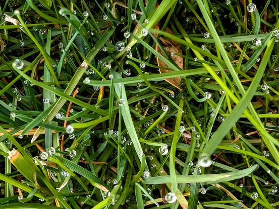 Nahaufnahme von grünen Grashalmen mit vielen klaren, runden Tautropfen darauf. Die Tropfen wirken wie kleine Glaskugeln und reflektieren das Licht. Die Szene wirkt frisch und lebendig – ein ruhiger Moment am frühen Morgen im Garten.