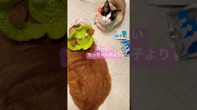 男なんてみんなスケベよっ! #ねこ動画 #猫のいる暮らし #猫好きさんと繋がりたい