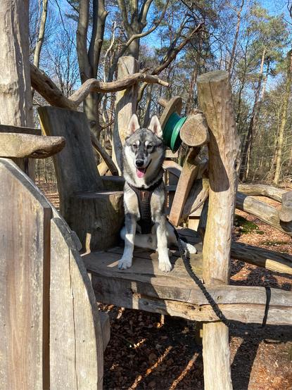 A teenage husky sits on a wooden structure shaped like a tractor