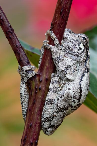 A grey tree frog clings to a peony branch.
© Tom Goetz. All rights reserved. Training an AI on this image is expressly forbidden.