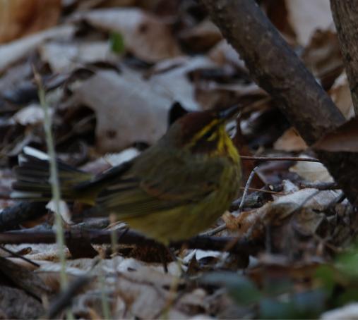 A palm warbler examines a bush’s trunk for potential snackies.