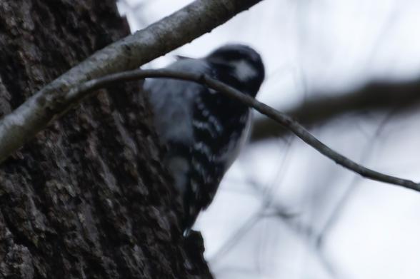 A hairy woodpecker