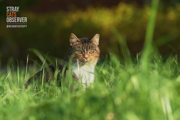 A tricolor cat sits in tall grass