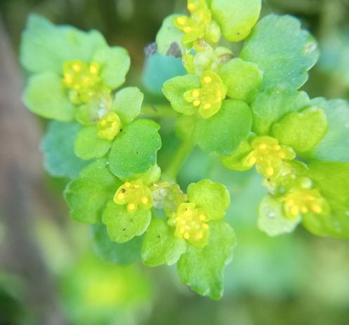 Close up of plants just beginning to flower.