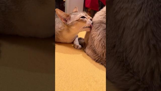 たぬき猫がよそ見をしているうちにぺろぺろしまくっちゃうシンガプーラなのにゃ♪ #cat #シンガプーラ #トンキニーズ#たぬき猫#singapura#tonkinese