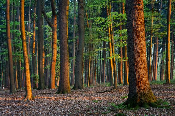 Frühlingswald beim Morgenrot