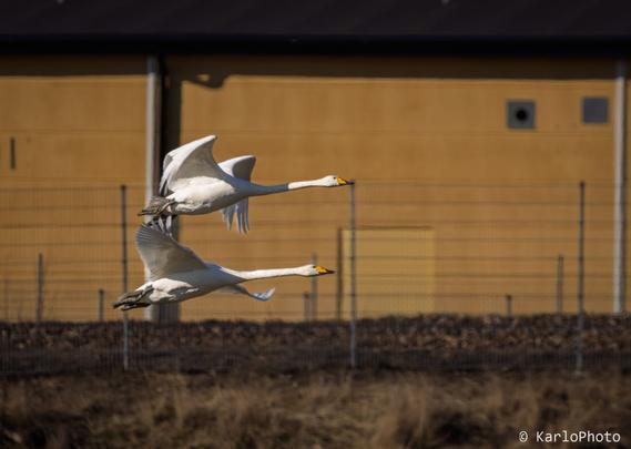 Two swans flying close to the ground.
