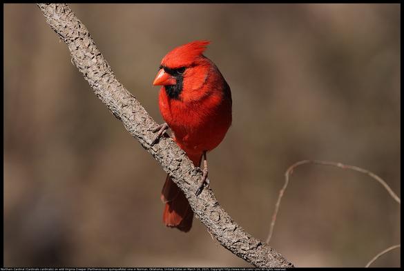 A Northern Cardinal (Cardinalis cardinalis) was standing on a wild Virginia Creeper (Parthenocissus quinquefolia) vine in Norman, Oklahoma, United States on March 16, 2025. His crest was not fully raised.