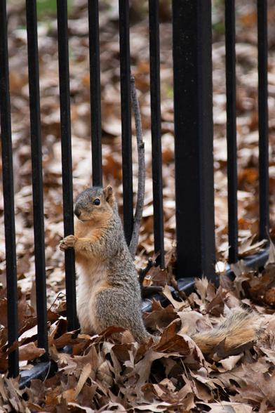 A photo of a squirrel holding onto a fence, looking pensively back at the camera.