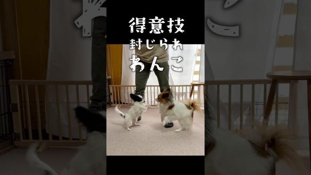 十八番封じられワンコ　 #パピヨン #papillon #可愛い　#子犬お迎え