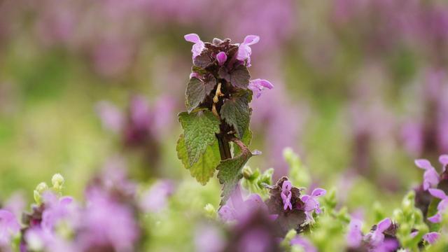 purple image a flower in a field of flowers