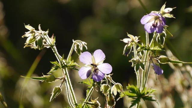 white flower with some flying insect crawling inside