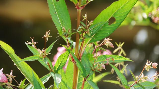 strong green plant with small parts of the flower