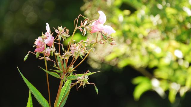 flowers of a green plant with bright bokeh in den back
