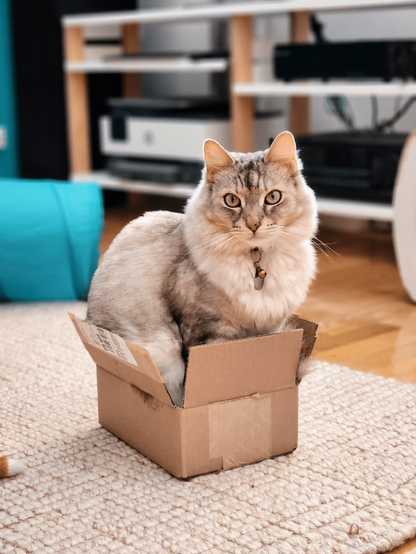 A white cat sitting in a small box