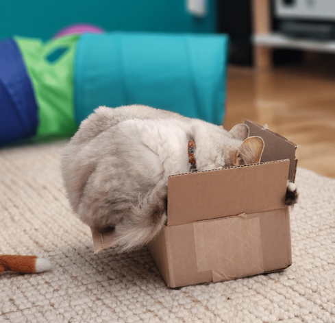 A white cat sleeping in a small box. Much TOO small, she's overflowing the side