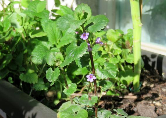 Im Vordergrund ist Gundermann mit kleinen, violett-blauen Blüten an einem rötlich-braunen Stängel zu sehen. Ihre Blätter sind rundlich, leicht gezackt und glänzen in der Sonne. Im Hintergrund sind weitere grüne Blätter von Zitronenmelisse sichtbar.