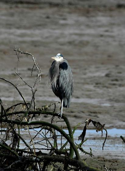 Grupy Perching Blue Heron. Herons with Attitude