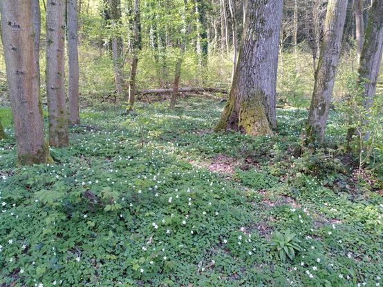 Blühende Buschwindröschen zwischen Bäumen