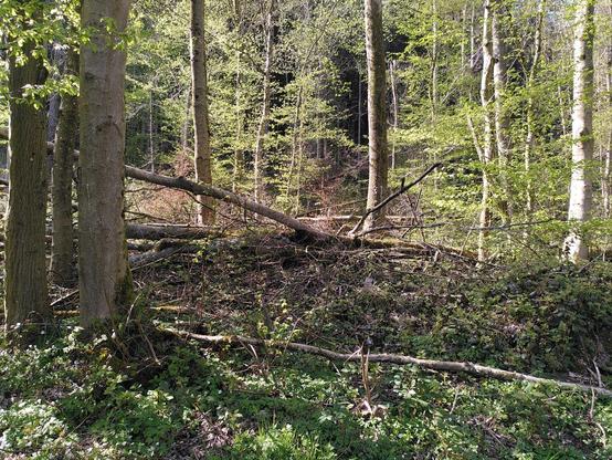 Querliegendes Sturmholz