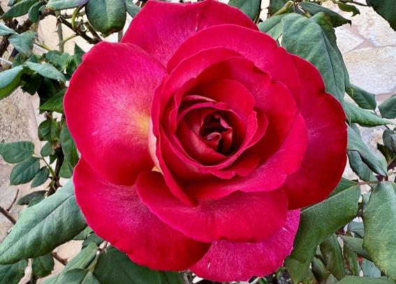 From a couple of days ago, in the terrace parterre at home, a gorgeous spring red rose of intense colours and fragrances showing up all of is glory and beauty. Just couldn't help capturing this macro snap shot of perfection made a reality 😍👍🏻
