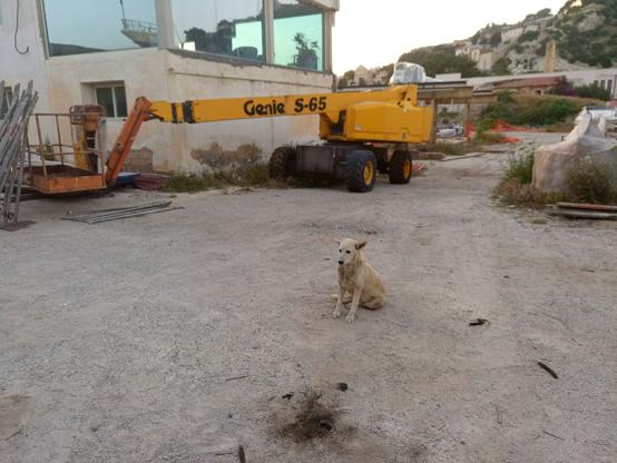 A dog sitting on its hind legs, looking to a point past the camera, ears down and looking somewhat wistful or sad. The scene is a dusty old boatyard with a disused control tower and a traveling lifting basket painted yellow.