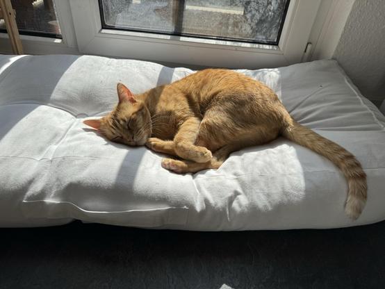 Gucci, der orangene Kater, liegt auf einem großen weißen Kissen. Er hat sich dabei für eine Position entschieden bei dem man die Hinterbeine bis unters Kinn herangezogen hat.