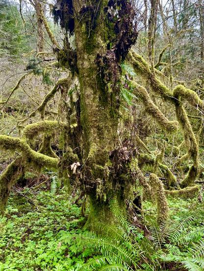 A very thick and sturdy tree trunk stands straight up, while around it twist huge stalks of vine maple that resemble octopus tentacles. All are thickly covered in moss, and surrounded by wild foliage.