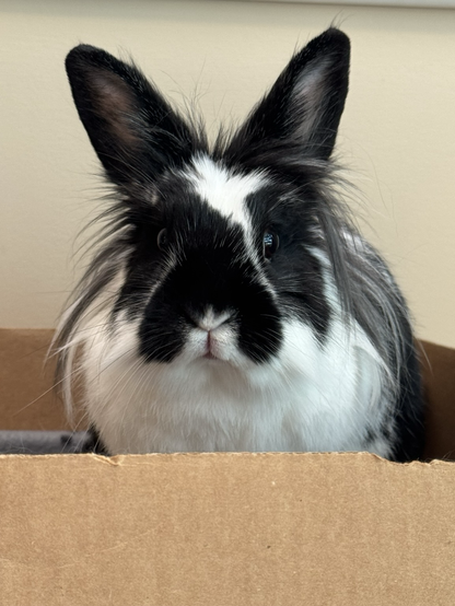 A lionhead rabbit looks at the camera with furry ears wide and turned forward.